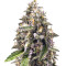 Old Dirty Biker feminized seeds