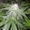 Original Bruce Banner regular (Dark Horse Genetics)