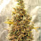Graines de cannabis Panama Haze (Ace Seeds)