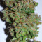 Graines de cannabis Pure Africa (Original Sensible Seeds)