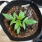 Purple Punch Seeds (Seedstockers)