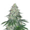 Sweet ZZ (Sweet Z) Seeds