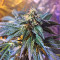 Graines de cannabis Wedding Cake (Big Head Seeds)