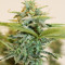 White Thunder strain