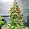 Original Afghan Kush Seeds