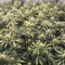 Amnesia (Herbies Seeds)