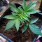 Semillas feminizadas Pro Auto Mix (Seedstockers)