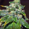 Blue Sherbet S1 strain