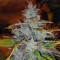 Sementes Feminizadas Auto Critical Orange Punch (Dutch Passion)