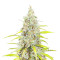 Diesel (Herbies Seeds)