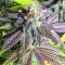 Dozy Breath Feminized Seeds (AlphaFem Seeds)
