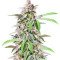 Dozy Breath Feminized Seeds (AlphaFem Seeds)