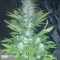 Green Love Potion feminized seeds