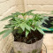 Semi femminizzati Northern Light (Kera Seeds)