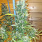 Pumpkin Kush Seeds