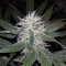 Purple Bud (White Label)