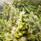 Purple Haze 1 feminized seeds