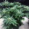 Purple Punch Cookies (Original Sensible Seeds)