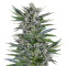 Quick Gorilla (Dinafem Seeds)