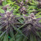 Semi Femminizzati Red Strawberry Banana Auto (Sweet Seeds)