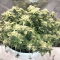 LSD Seeds - Cannabis Strain Seeds for Sale