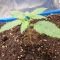 Gorilla Cookies Seeds