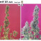 Big Devil XL Auto feminized seeds for sale: information and reviews