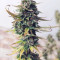 Buy Girl Scout Cookies Autoflower feminized seeds by Seedstockers