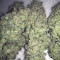 LSD Seeds - Cannabis Strain Seeds for Sale