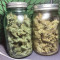 GG#4 Original Glue Seeds