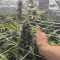 Sementes de maconha Triple G fem para venda