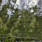Venta de Wedding Cake (Original Sensible Seeds) | Semillas de marihuana feminizadas