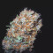 Pure Kush Seeds (Original Sensible Seeds) - Cannabis Strain Seeds for Sale