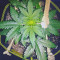 Vente de graines de cannabis White Crystal Meth Auto (Original Sensible Seeds)