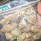 Forbidden Runtz Seeds - Cannabis Strain Seeds for Sale
