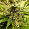 Blackberry Gum Seeds - Cannabis Strain Seeds for Sale
