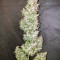 G13 Haze Seeds (Barney's Farm) - Cannabis Strain Seeds for Sale