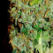 Watermelon Z (Barney's Farm)