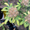 Sementes Feminizadas Monster Bruce Banner Auto