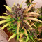 Auto Blackberry Kush Seeds