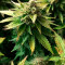 Venta de Green Crack (Humboldt Seeds Organization) | Semillas de marihuana feminizadas