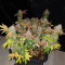 Compre sementes feminizadas White Widow da Royal Queen Seeds