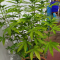 Mimosa EVO Seeds (Barney’s Farm) - Cannabis Strain Seeds for Sale