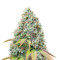 Sour Diesel feminized seeds