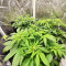 Apple Betty Auto Feminized Seeds (Herbies Seeds)