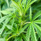 Blueberry Hill Seeds (Herbies Seeds)