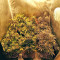 Bubba Delight Regular seeds