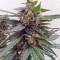 Buddha Magnum Auto feminized seeds