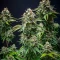 Cherry Pie Auto Feminized Seeds (Royal Queen Seeds)
