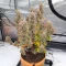 Fugue State Auto (Mephisto Genetics)